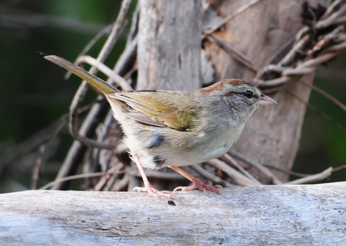 Olive Sparrow - ML470136261
