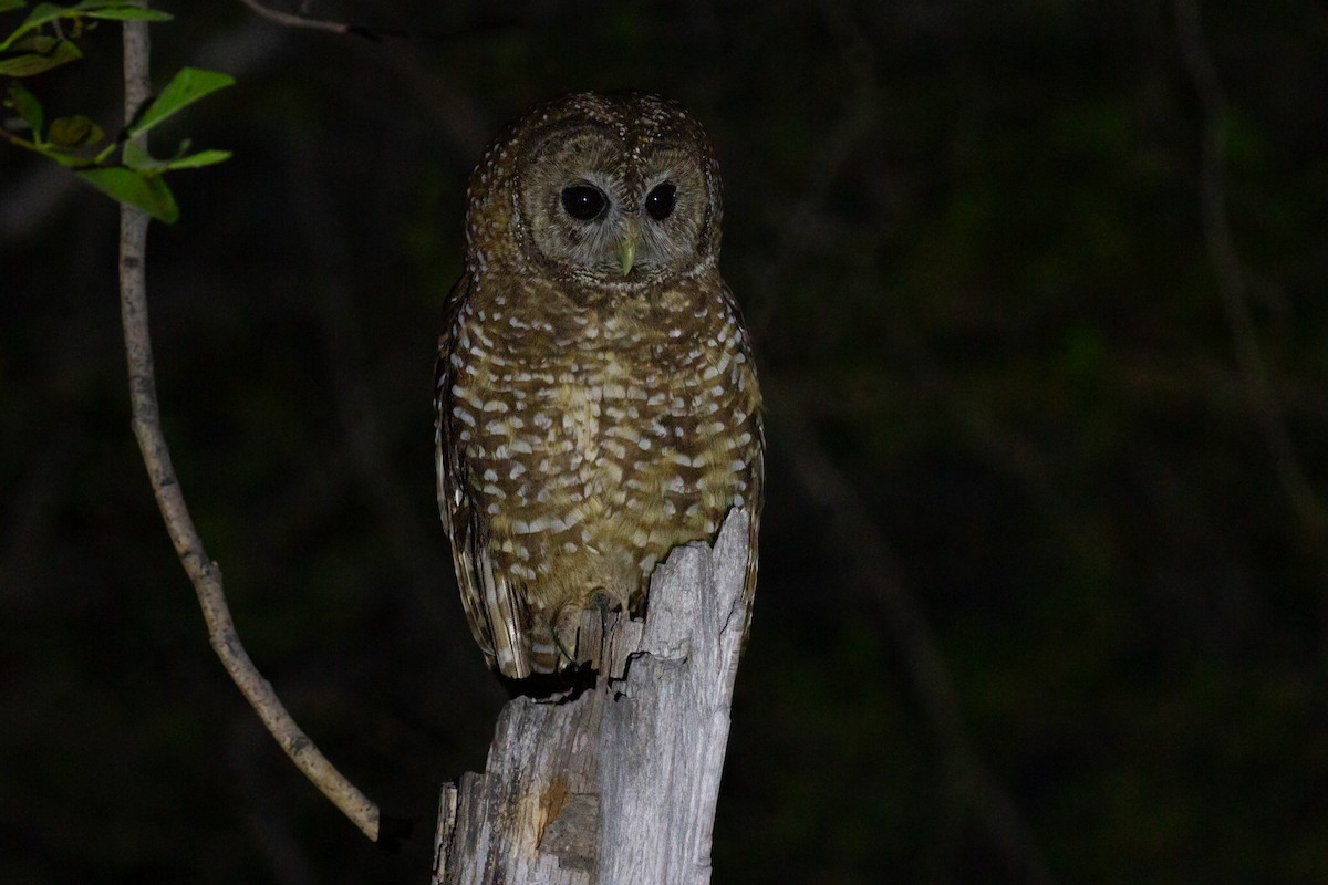 Spotted Owl - ML470141171