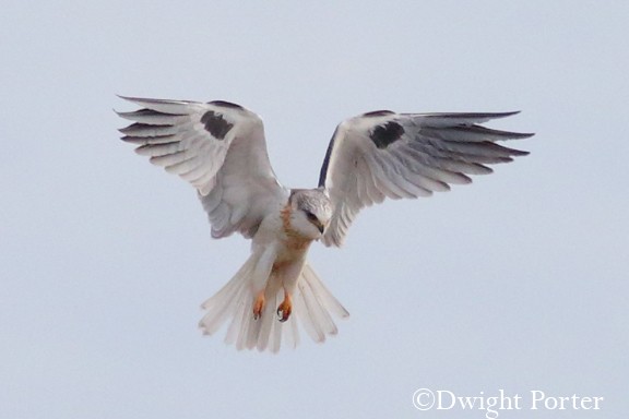 White-tailed Kite - Dwight Porter