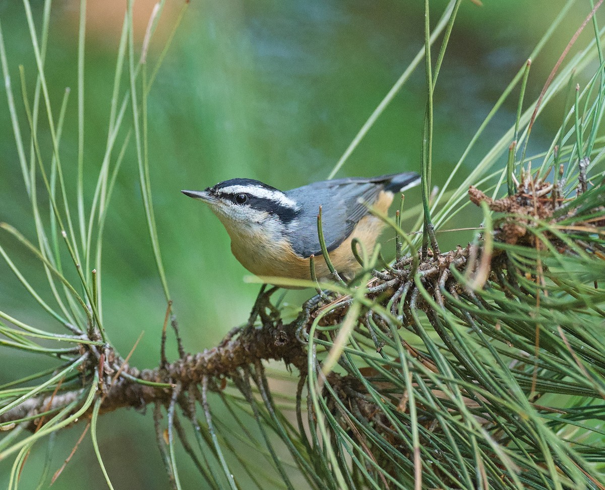 Red-breasted Nuthatch - ML470143681