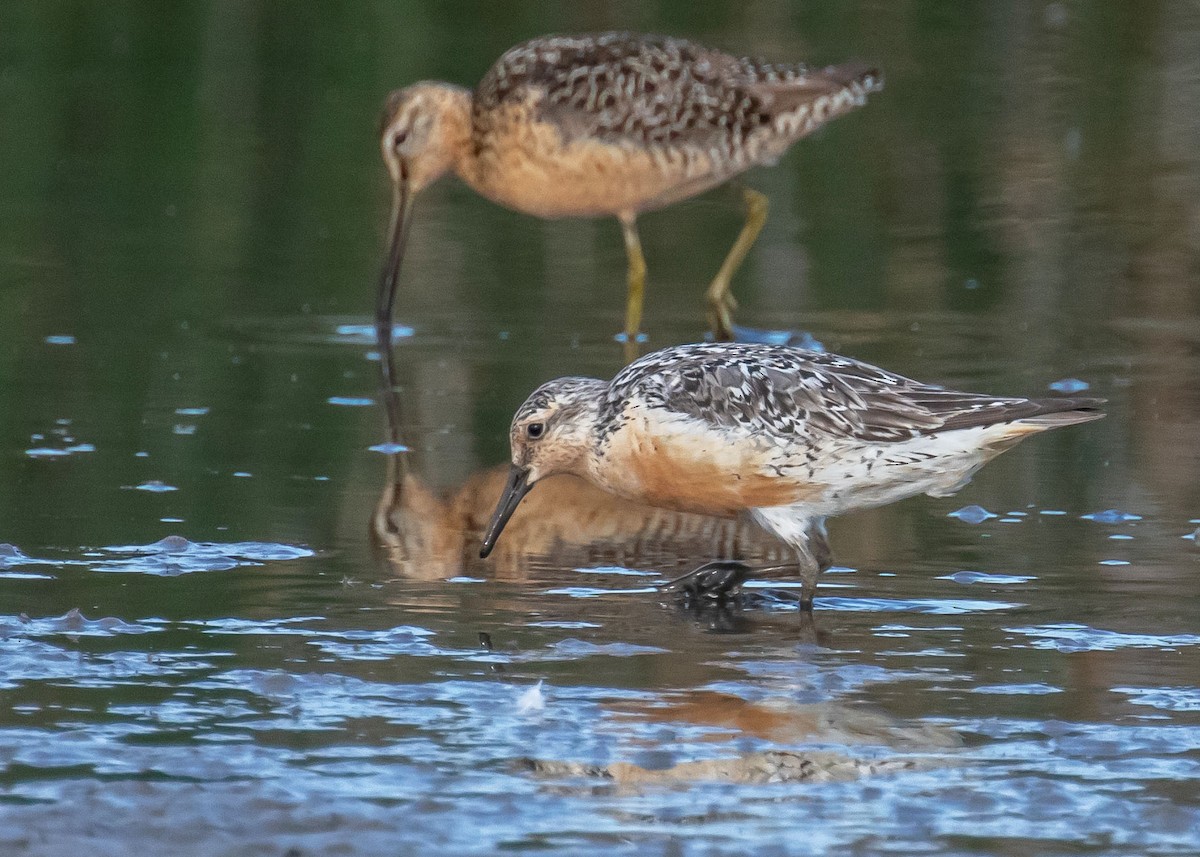 Red Knot - ML470145241