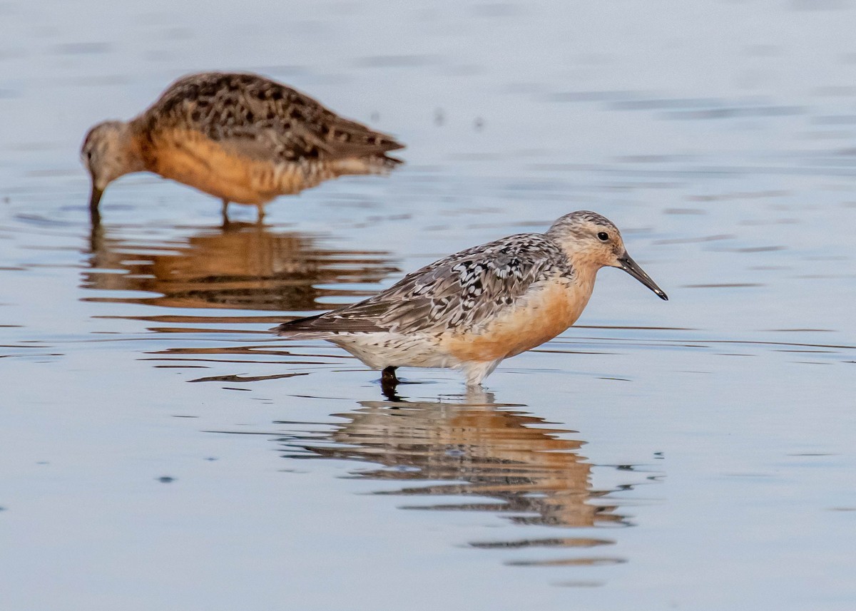 Red Knot - ML470145261