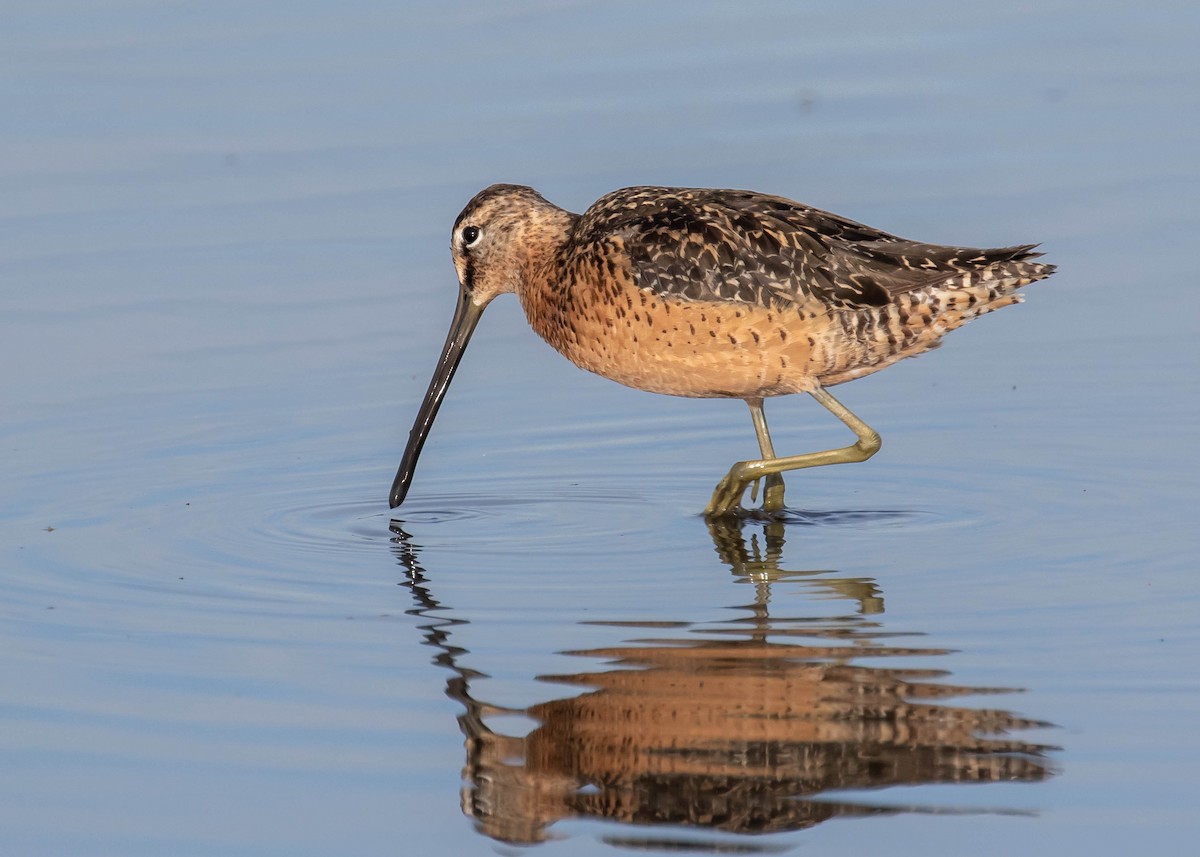 Long-billed Dowitcher - ML470145691