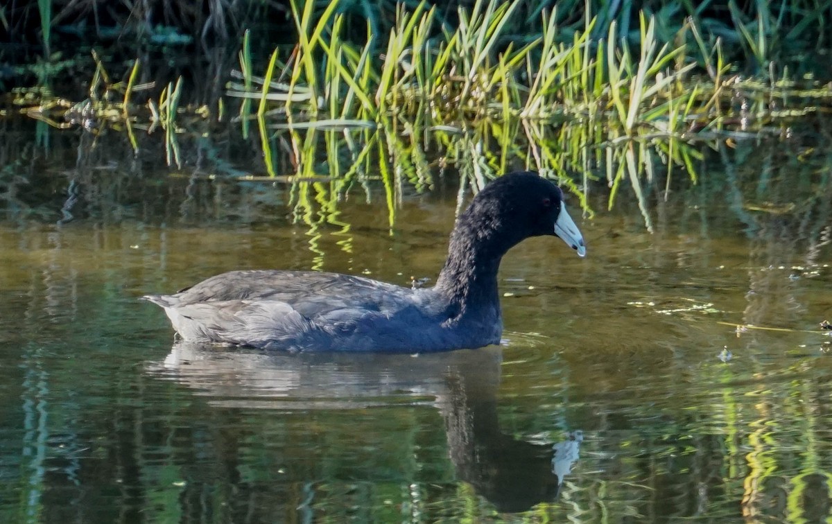 American Coot (Red-shielded) - Doreen LePage