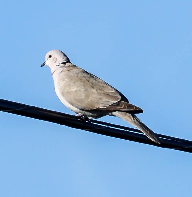 Eurasian Collared-Dove - ML47014911