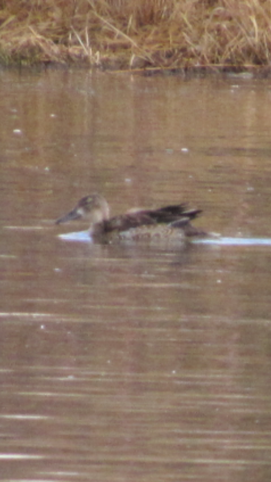 Blue-winged Teal - ML47015231