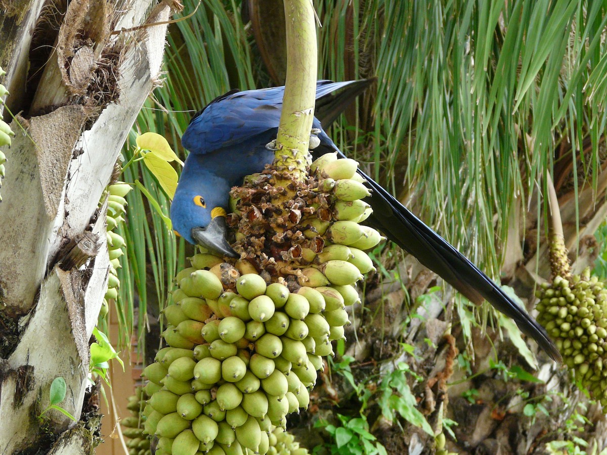 Hyacinth Macaw - ML47015791