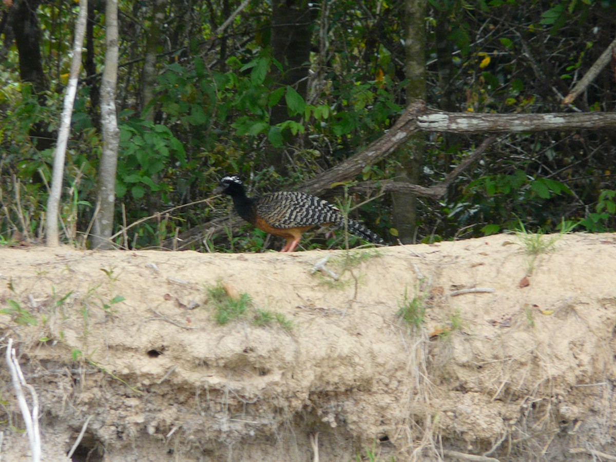 Bare-faced Curassow - ML47015831