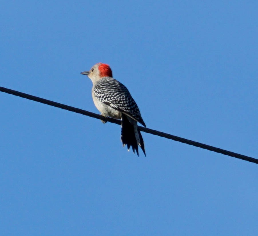 Red-bellied Woodpecker - ML47016071