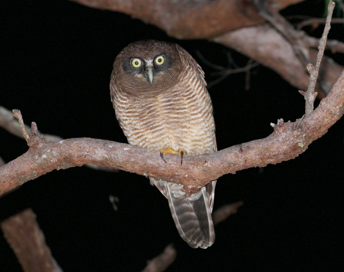 Rufous Owl - ML470163811