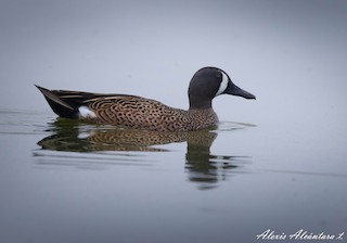 Blue-winged Teal, ML470168211