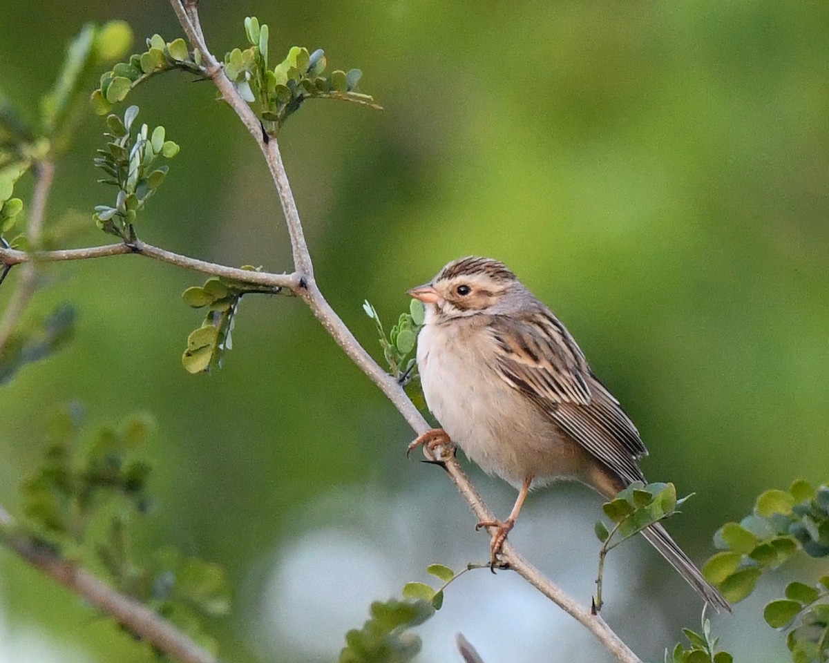 Clay-colored Sparrow - Bruce Miller