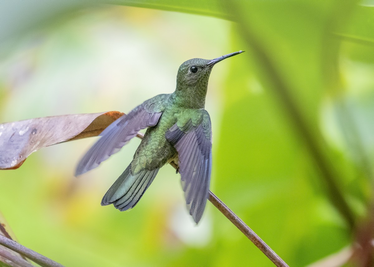 Scaly-breasted Hummingbird - Carl Giometti 🍹