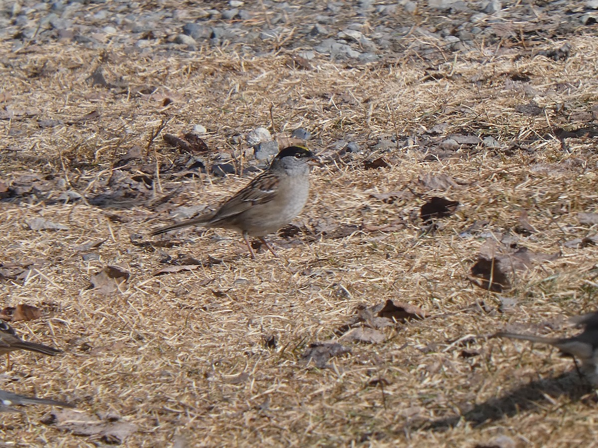 Golden-crowned Sparrow - ML470173311