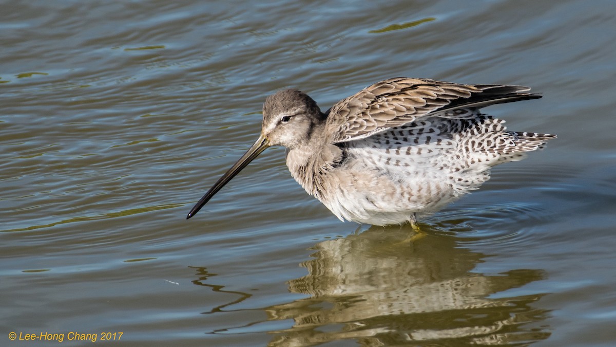 Long-billed Dowitcher - Lee-Hong Chang