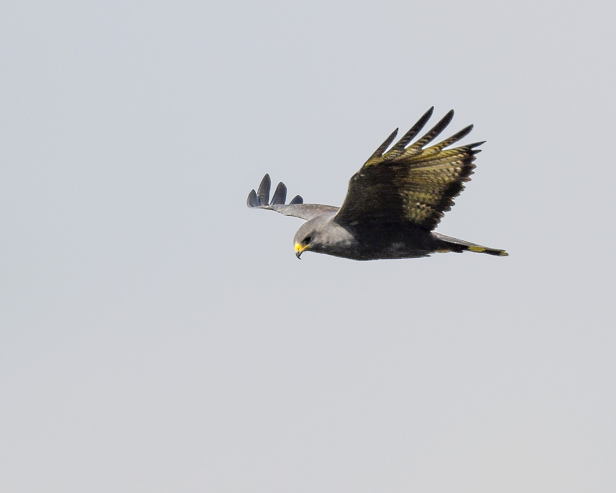 Zone-tailed Hawk - Bruce Miller