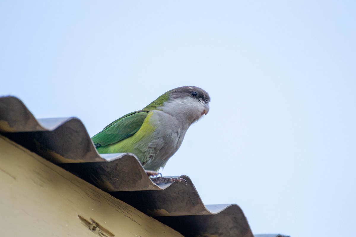 Gray-hooded Parakeet - ML470177341