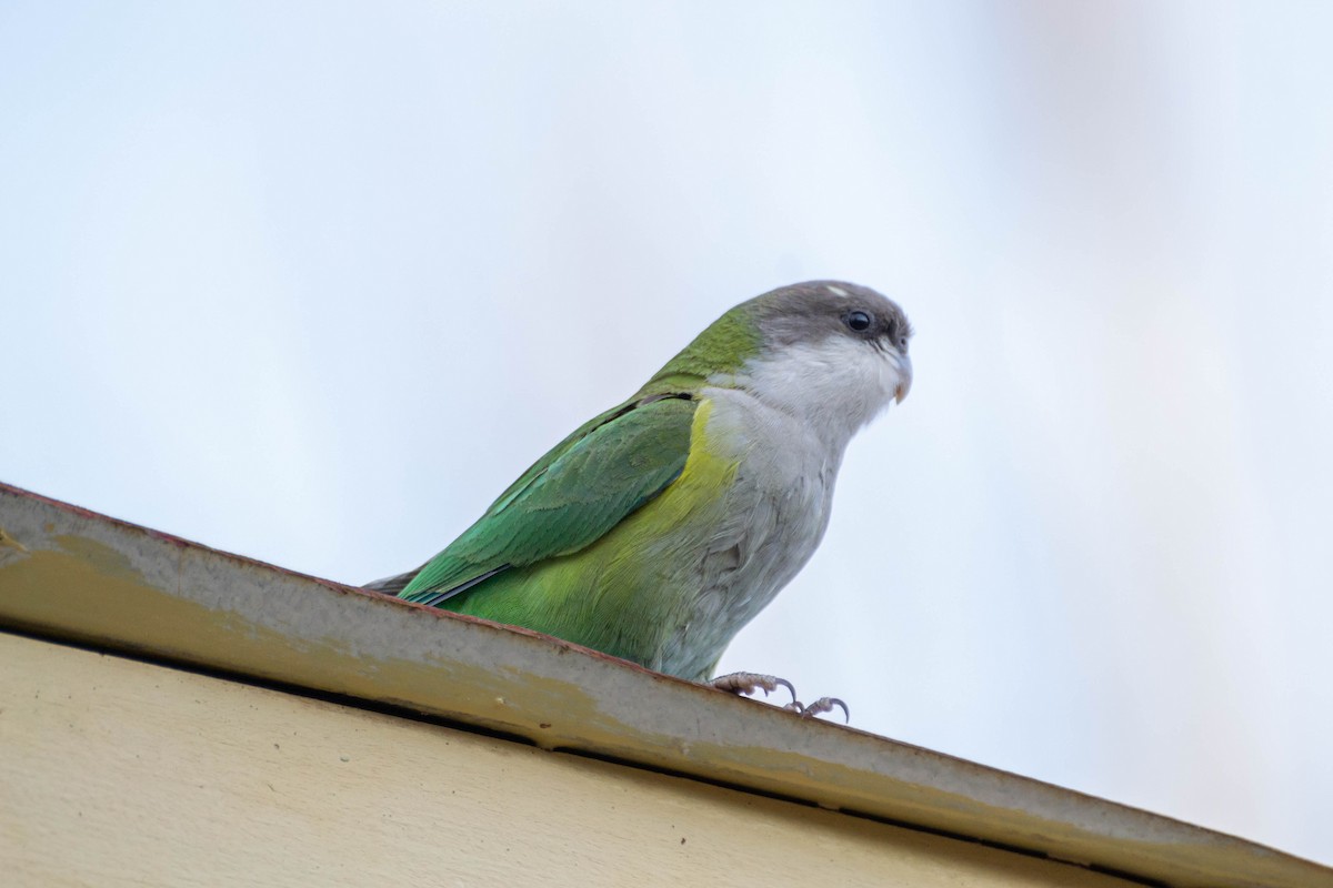 Gray-hooded Parakeet - ML470177351