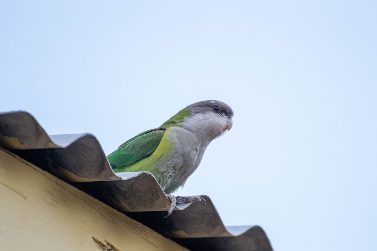 Gray-hooded Parakeet - ML470177361