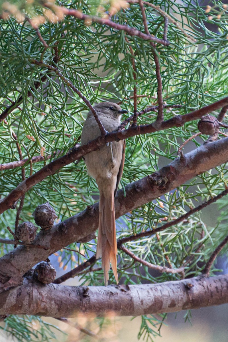 Brown-capped Tit-Spinetail - ML470177471