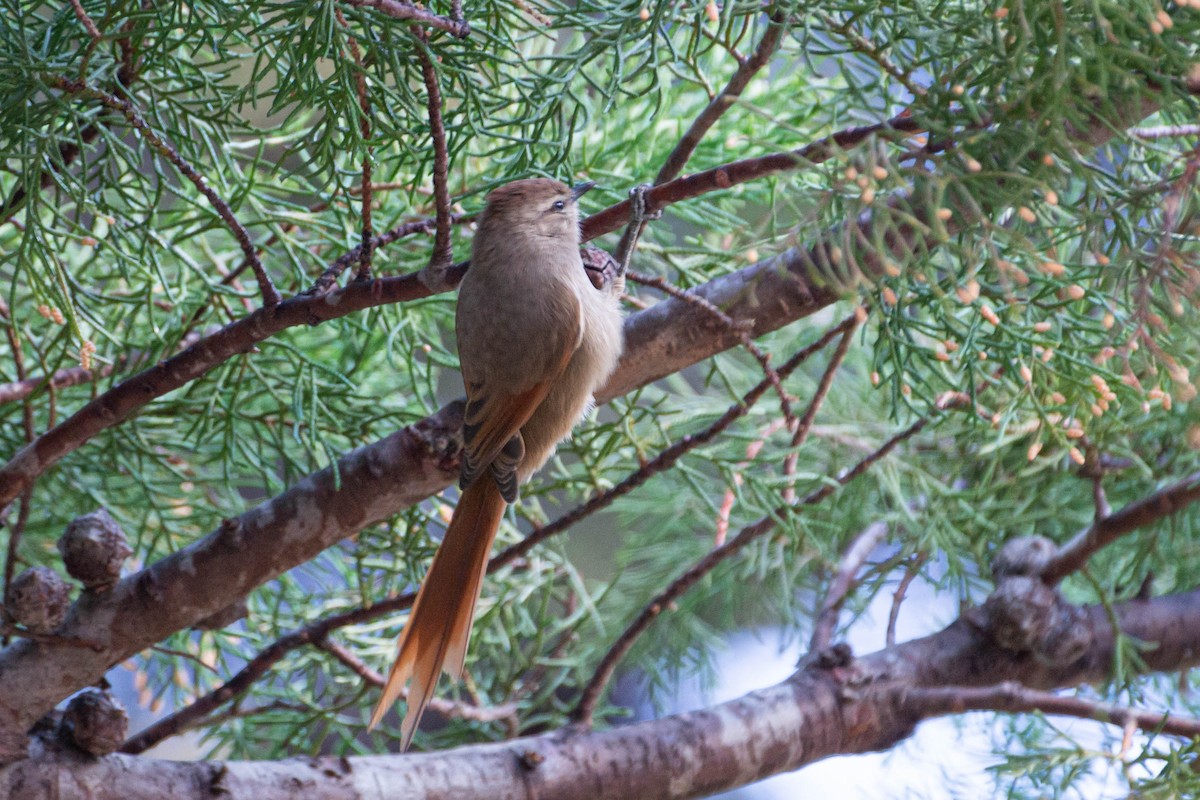 Brown-capped Tit-Spinetail - ML470177491