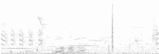 Black-bellied Antwren - ML470182511
