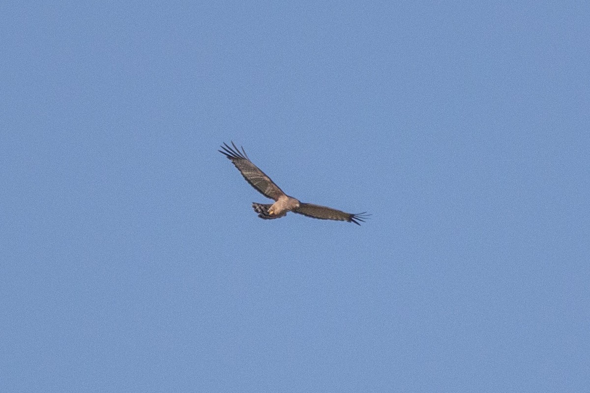 Spotted Harrier - Richard and Margaret Alcorn