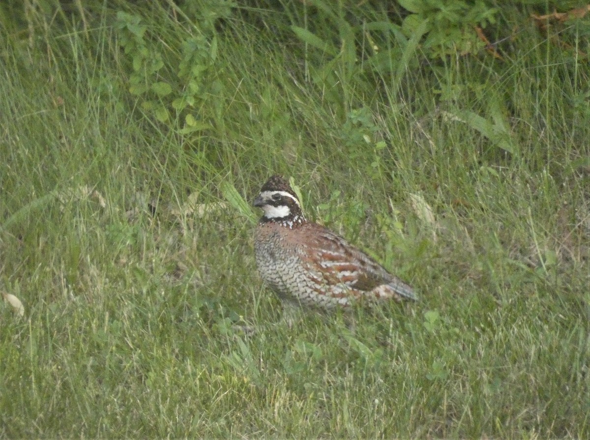eBird Checklist 13 Jul 2022 Kettle Moraine SFOttawa Dog Trial Grounds 28 species