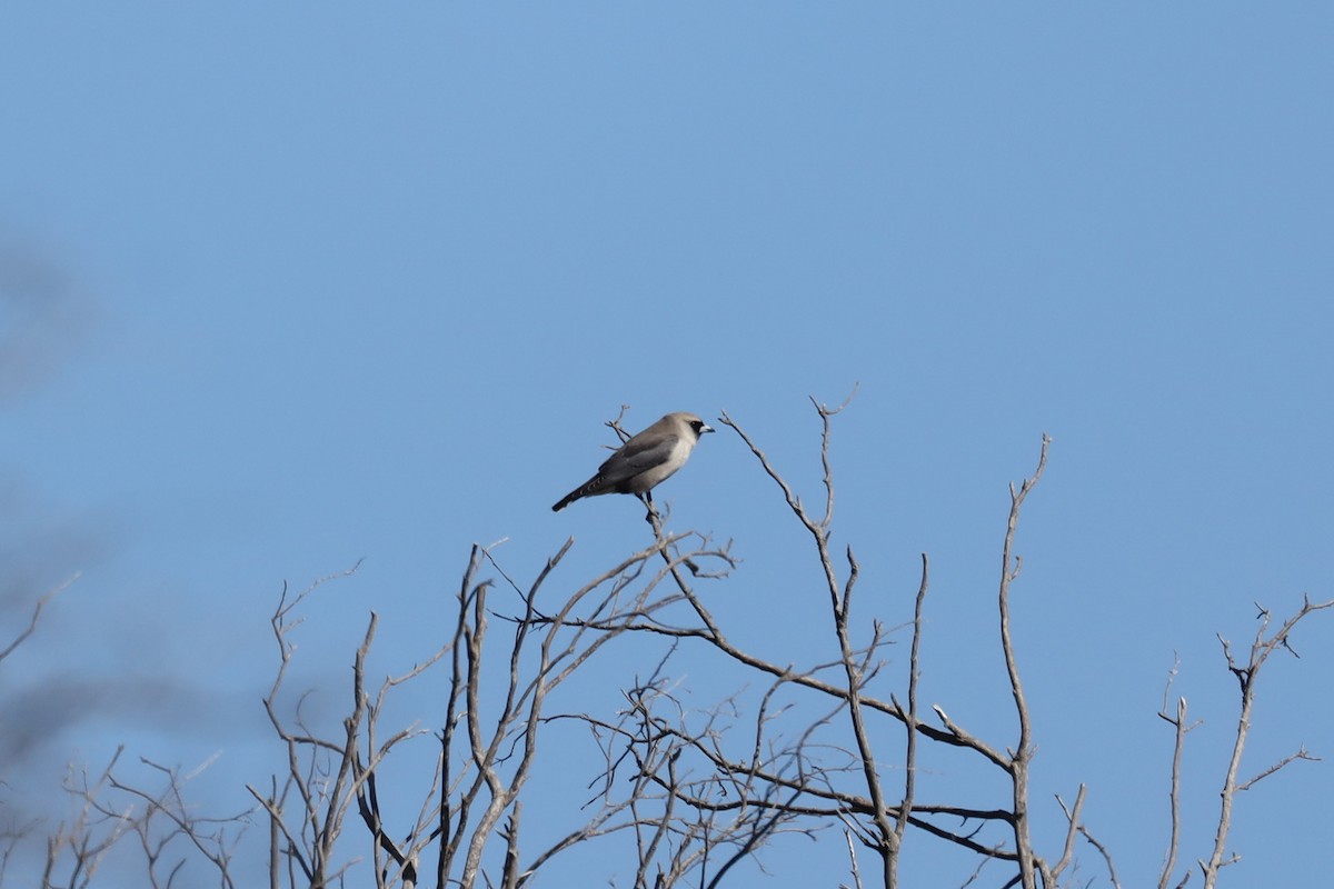 Black-faced Woodswallow - ML470184771