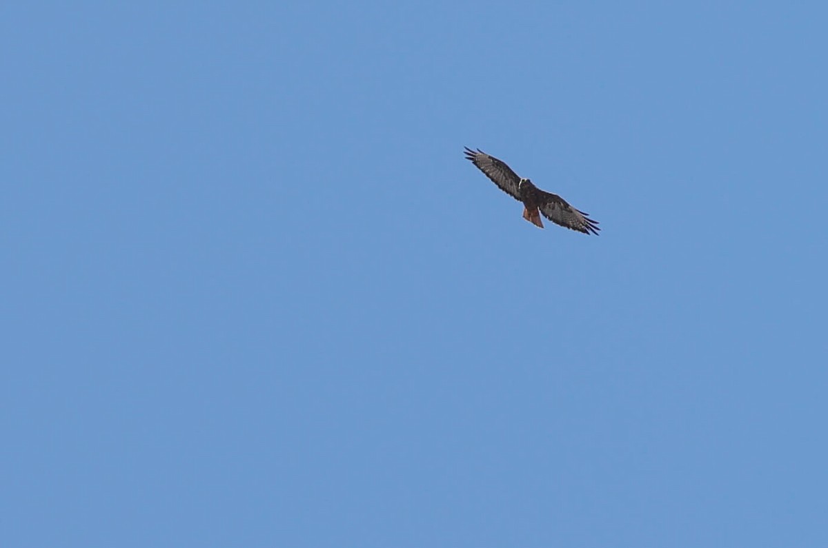 Red-tailed Hawk - ML470184891