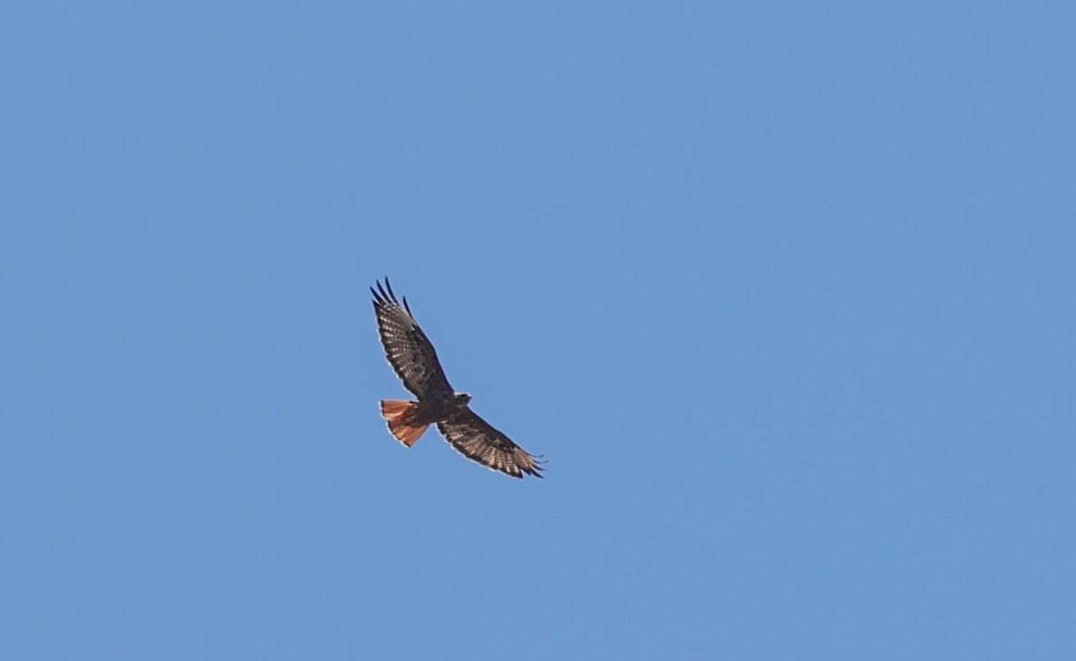 Red-tailed Hawk - ML470184901