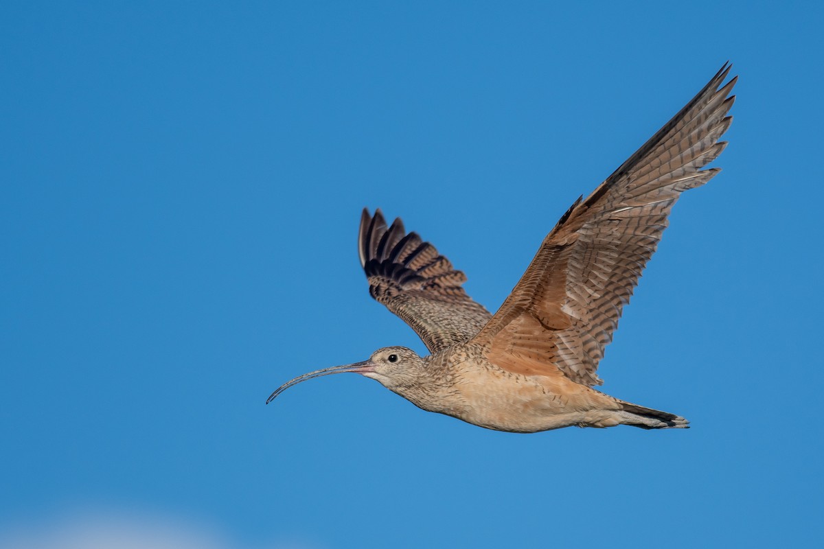 Long-billed Curlew - ML470187601