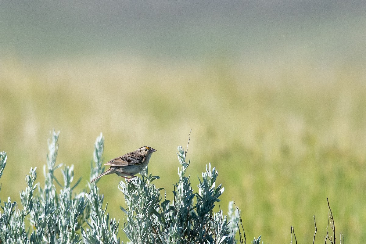 Grasshopper Sparrow - ML470187811