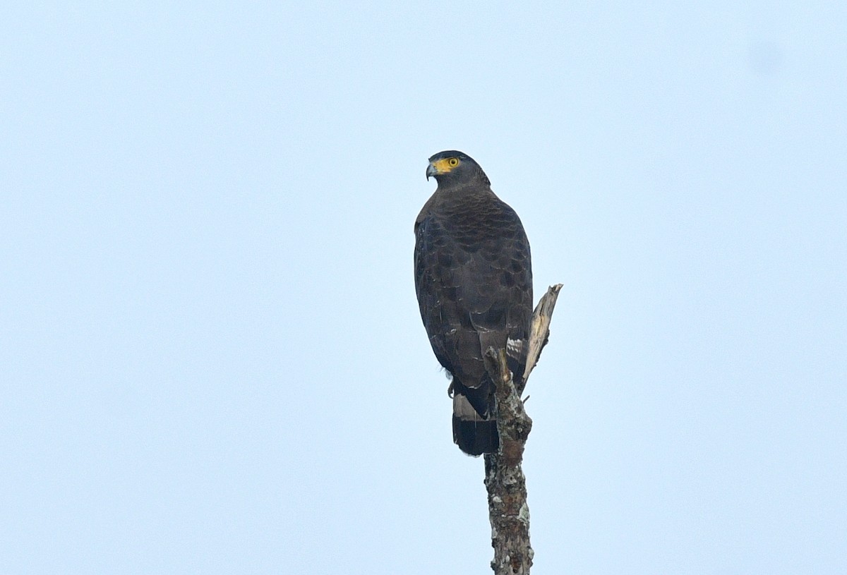 Crested Serpent-Eagle - ML470188871