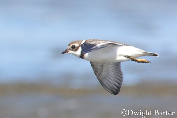Semipalmated Plover - Dwight Porter