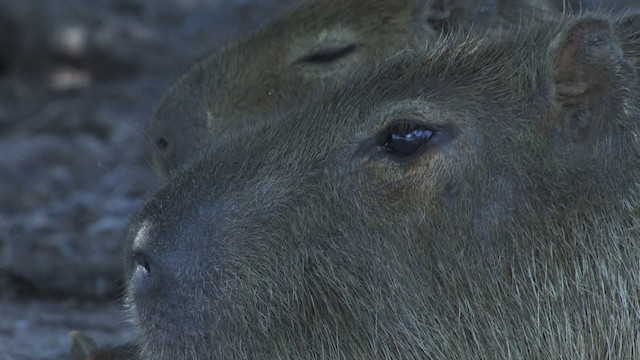 Capybara - ML470195