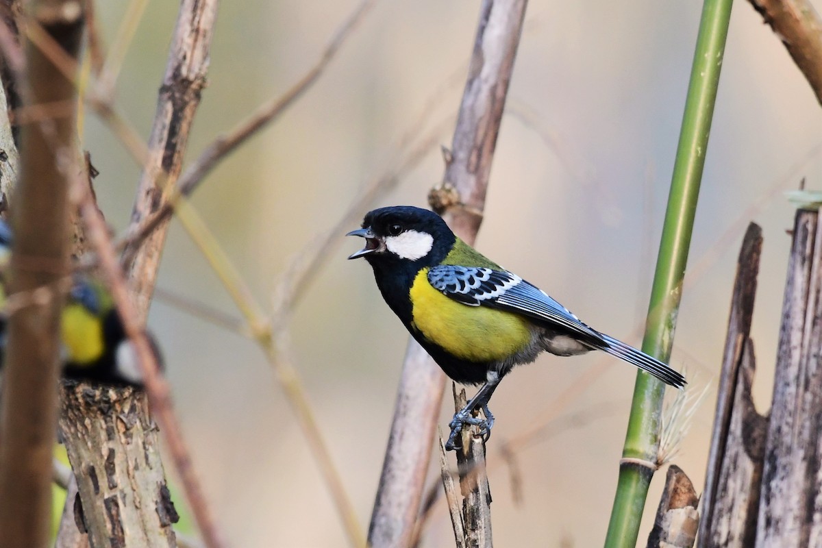 Green-backed Tit - ML470196541