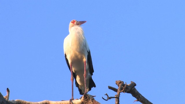 Maguari Stork - ML470197
