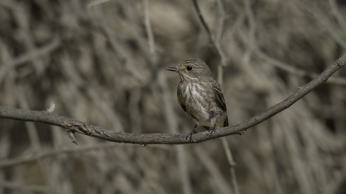 Spotted Flycatcher (Spotted) - ML470197991