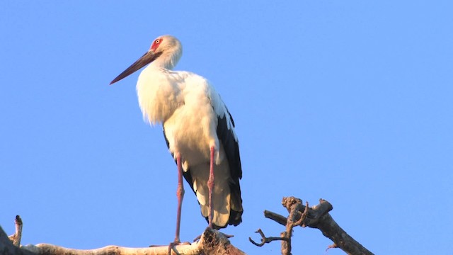 Maguari Stork - ML470198