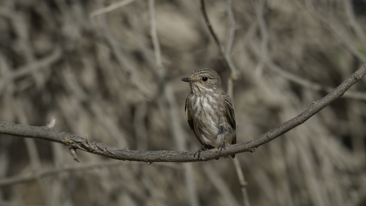 Spotted Flycatcher (Spotted) - ML470198391