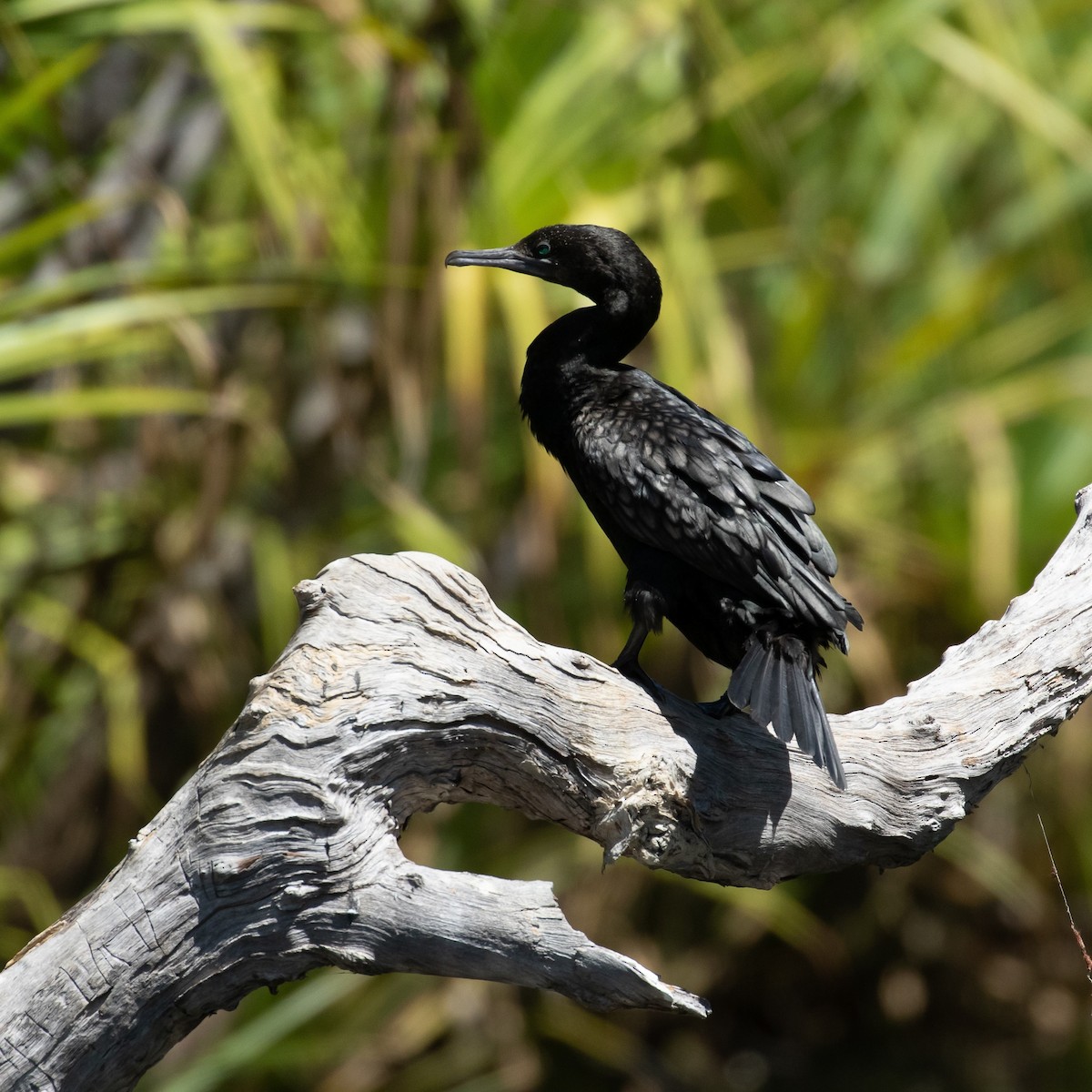 Little Black Cormorant - Werner Suter
