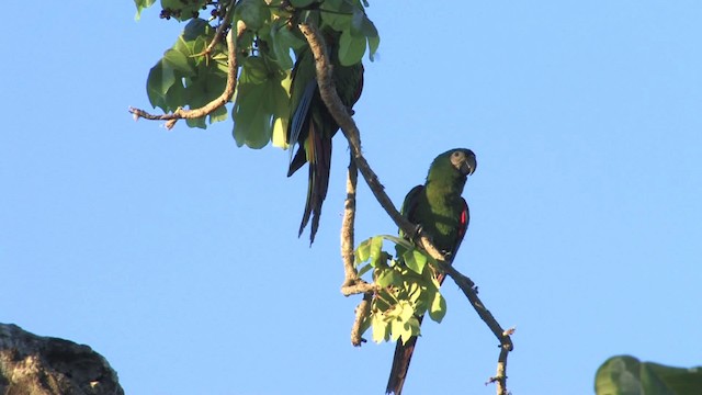 Chestnut-fronted Macaw - ML470203