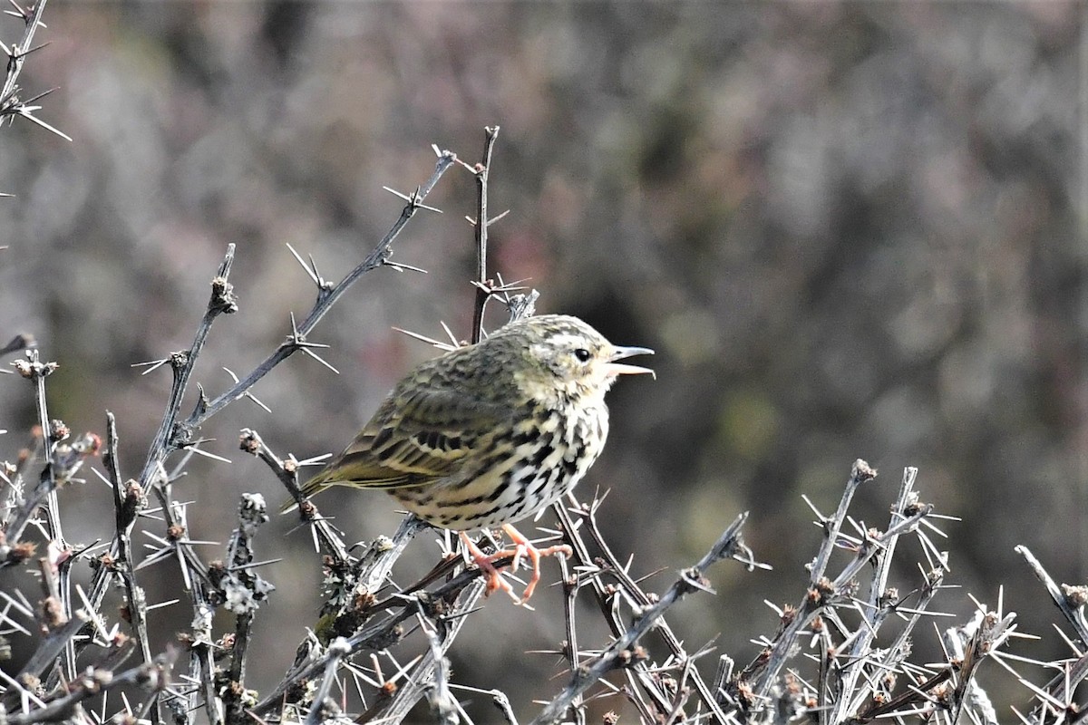 Olive-backed Pipit - ML470203061