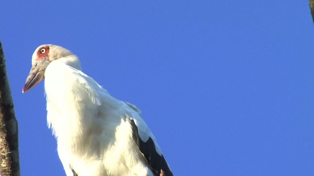 Maguari Stork - ML470205