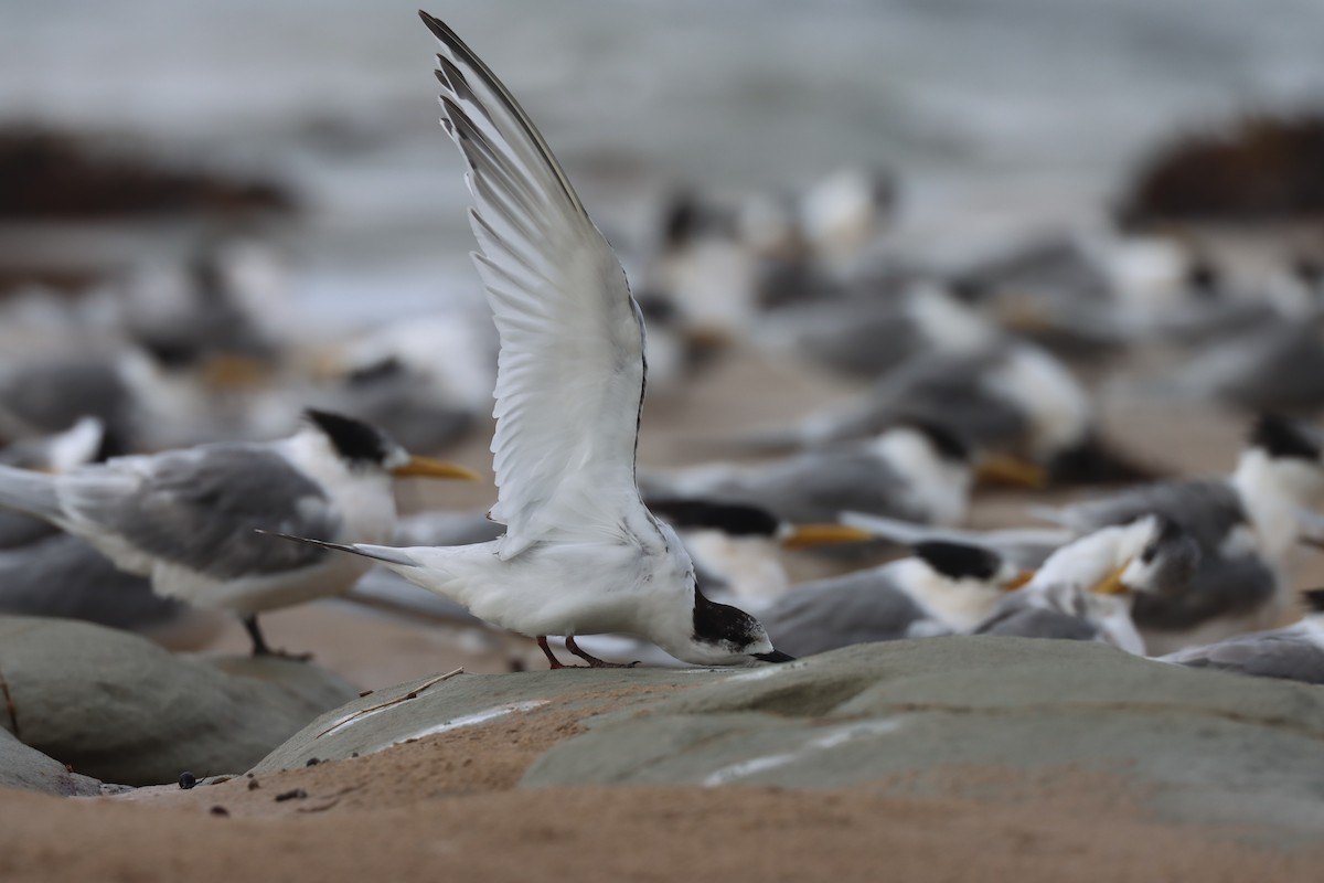 White-fronted Tern - ML470206091