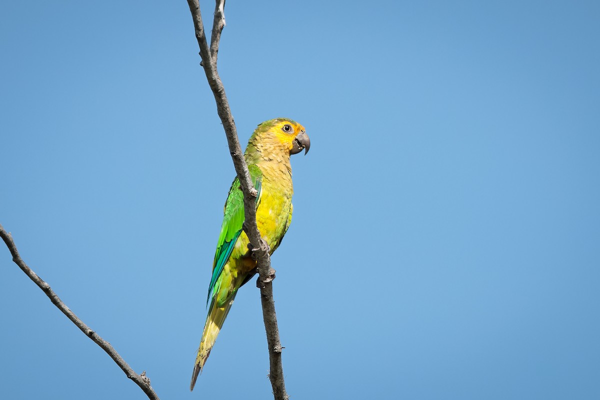 Brown-throated Parakeet - ML470206681