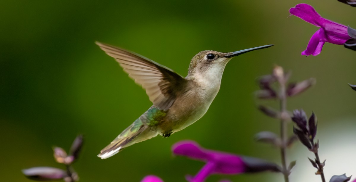 Ruby-throated Hummingbird - Mary Louise