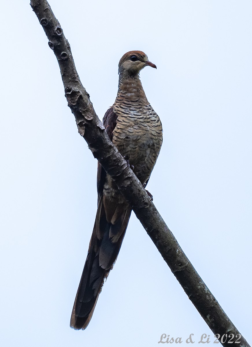 Sultan's Cuckoo-Dove (Sulawesi) - ML470214071