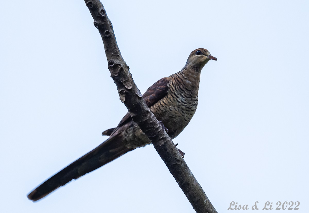 Sultan's Cuckoo-Dove (Sulawesi) - Lisa & Li Li